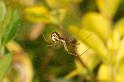 Frontinellina_frutetorum_D8303_Z_89_Les Gris_Frankrijk